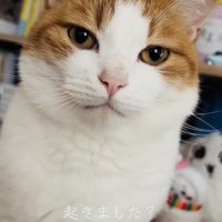 寝起きの茶白猫