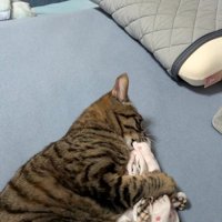 ハンカチを噛む猫