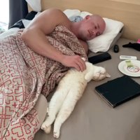 仰向けで寝る猫