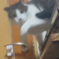 ドアの前にいる猫