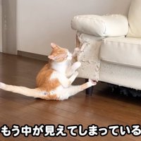 ソファをめくるむぎくん