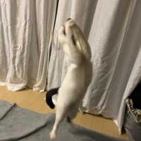 ジャンプする猫