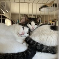 顔を寄せ合う2匹の猫