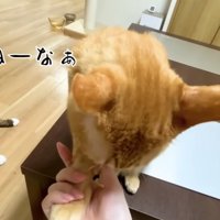 おててをさわらせてあげるまるとら