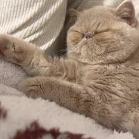 飼い主の膝の上で寝転ぶ子猫