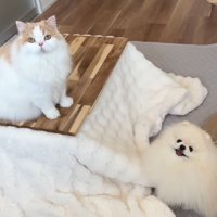 コタツに座る猫と隣に座る犬