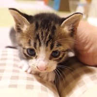 膝に登ってくる姿