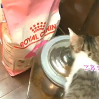 ご飯の上にいる猫
