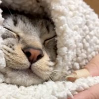 起きない猫