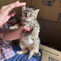 耳を触られる子猫