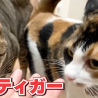 ティガーとベル