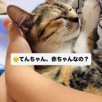 息子さんに抱っこされる子猫