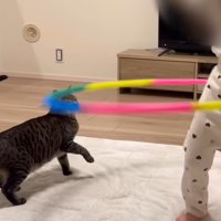 猫の目の前でフラフープを回し始める娘