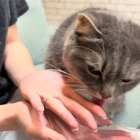 手をペロペロ
