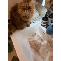洗面台の猫