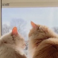 先輩猫に顔を近づける後輩猫