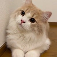 首をかしげる猫