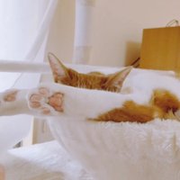 ハンモック