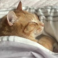ふとんで眠る猫