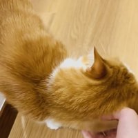 友達を出迎える茶白猫