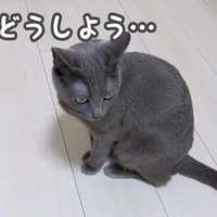 助けを求めるハムちゃん