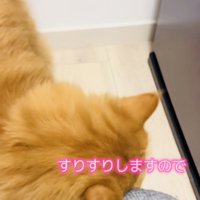 ママの足にスリスリするサイベリアン