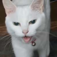 鳴く猫の顔