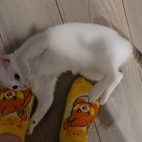 飼い主の足元に寝転がる子猫