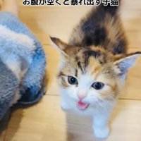 お腹が空いて怒るスコティッシュフォールド