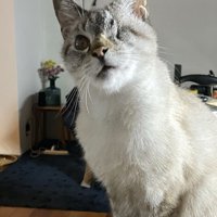 小首をかしげて座る猫