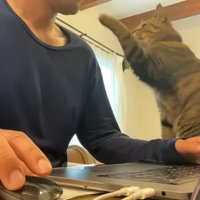 パソコンをしたい飼い主と手をのばしている猫