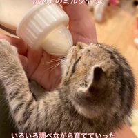 ミルクを飲む子猫