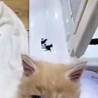 ショーケースの中から正面を見ている子猫