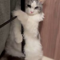 ハンガーラックのポールにしがみついて立っている猫