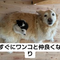 犬の上で丸くなる子猫たち
