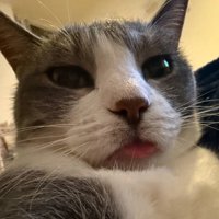 舌を出す猫