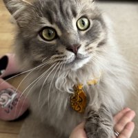 小首をかしげてお手する猫