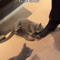 男性の近くへ歩いてくる猫