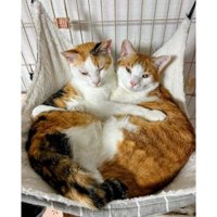 寄り添う猫たち
