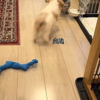 猫に駆け寄る犬