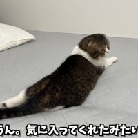 ベッドの上でくつろぐキジ白猫