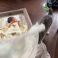 蚊帳をひっかいている猫