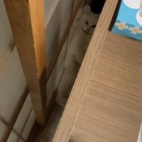 ドアとベッドの隙間に挟まっている猫（アングル斜め）