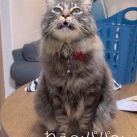 お座りして鳴く猫