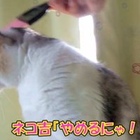 ミニほうきで頭を撫でられ後ろを向く猫