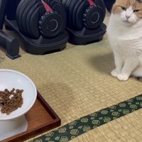 無言で見つめるミケ