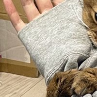 猫に腕を抱きしめられる飼い主