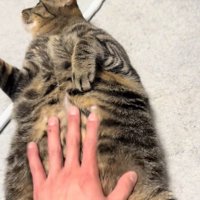 お腹に手を乗せられているひっくり返った猫