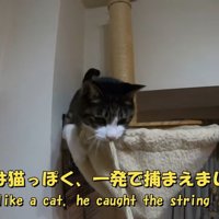 今度は猫っぽく