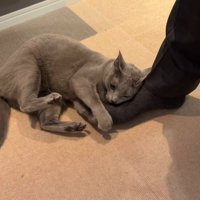 男性の足に頭をすり寄せる猫